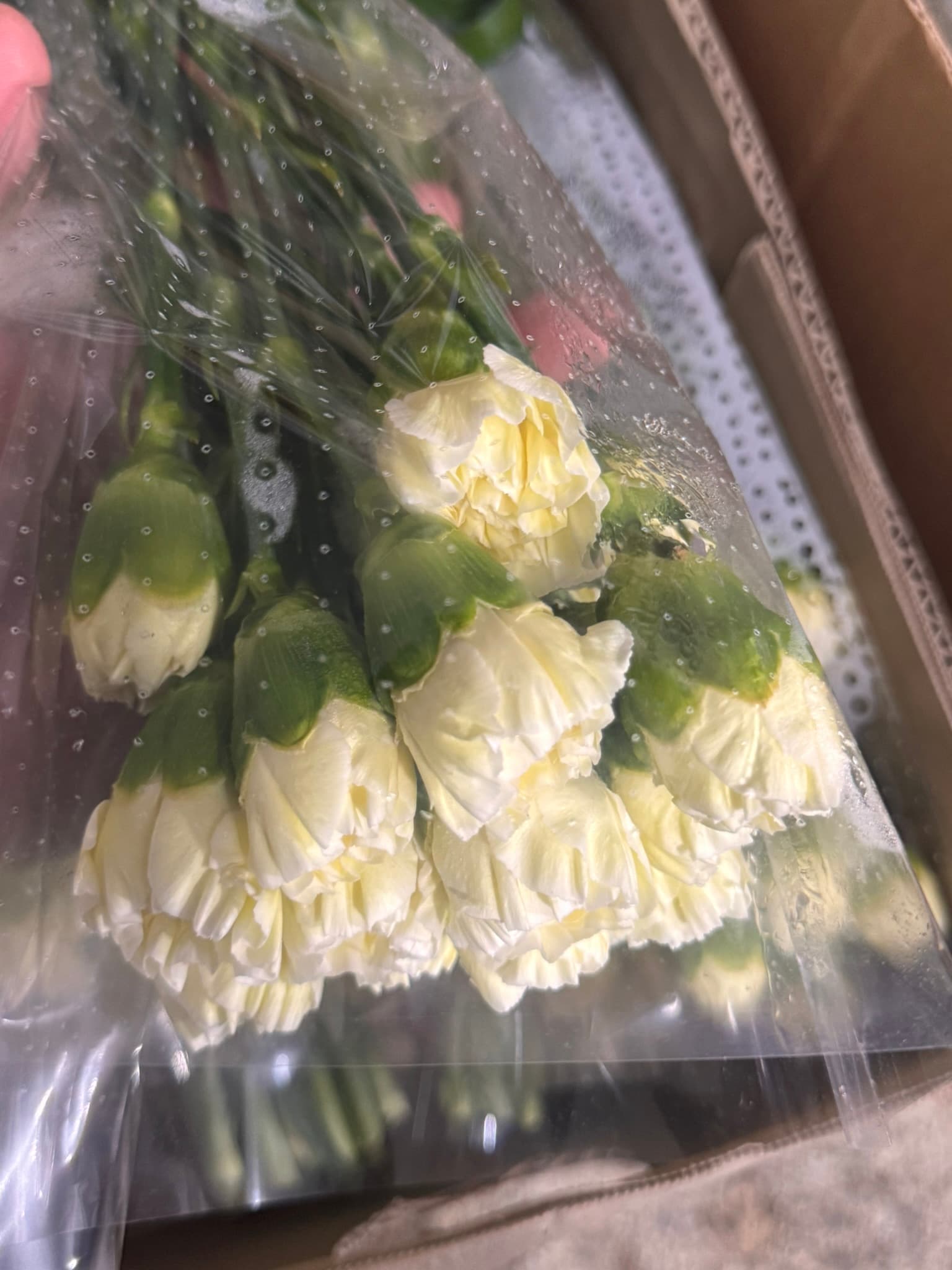 폴리미아 2
