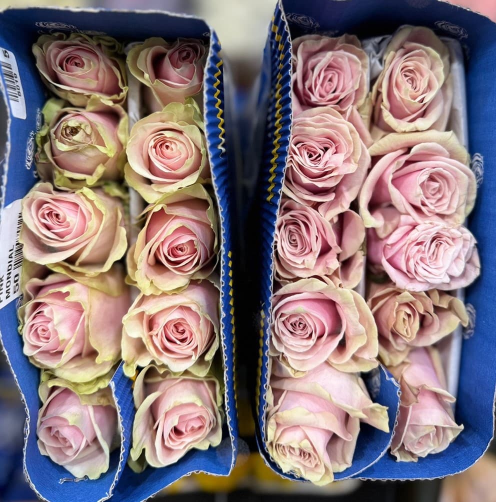 핑크몬디알